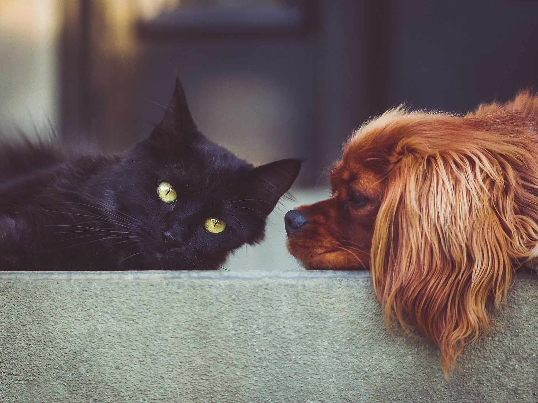 Kedi veya Köpek İnsanı Olmanız, Sizinle İlgili Ne Söylüyor?